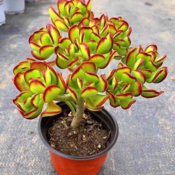 Tree Stonecrop