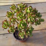 Tree Stonecrop – My Succulents – Mysucculents (7)