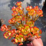 Tree Stonecrop – My Succulents – Mysucculents (7)