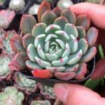 echeveria nana mini hook – my succulents – mysucculents (12)