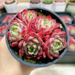 echeveria nana mini hook – my succulents – mysucculents (12)