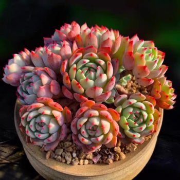 Echeveria Nana Mini Hook