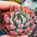 echeveria nana mini hook – my succulents – mysucculents (12)