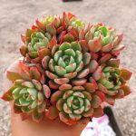 echeveria nana mini hook – my succulents – mysucculents (12)