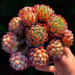 echeveria nana mini hook – my succulents – mysucculents (12)