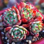 echeveria nana mini hook – my succulents – mysucculents (12)