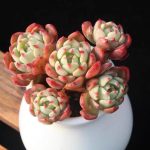 echeveria nana mini hook – my succulents – mysucculents (12)