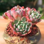 echeveria nana mini hook – my succulents – mysucculents (12)