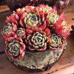 echeveria nana mini hook – my succulents – mysucculents (12)